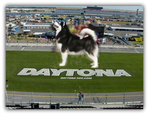 Daytona_SP_website