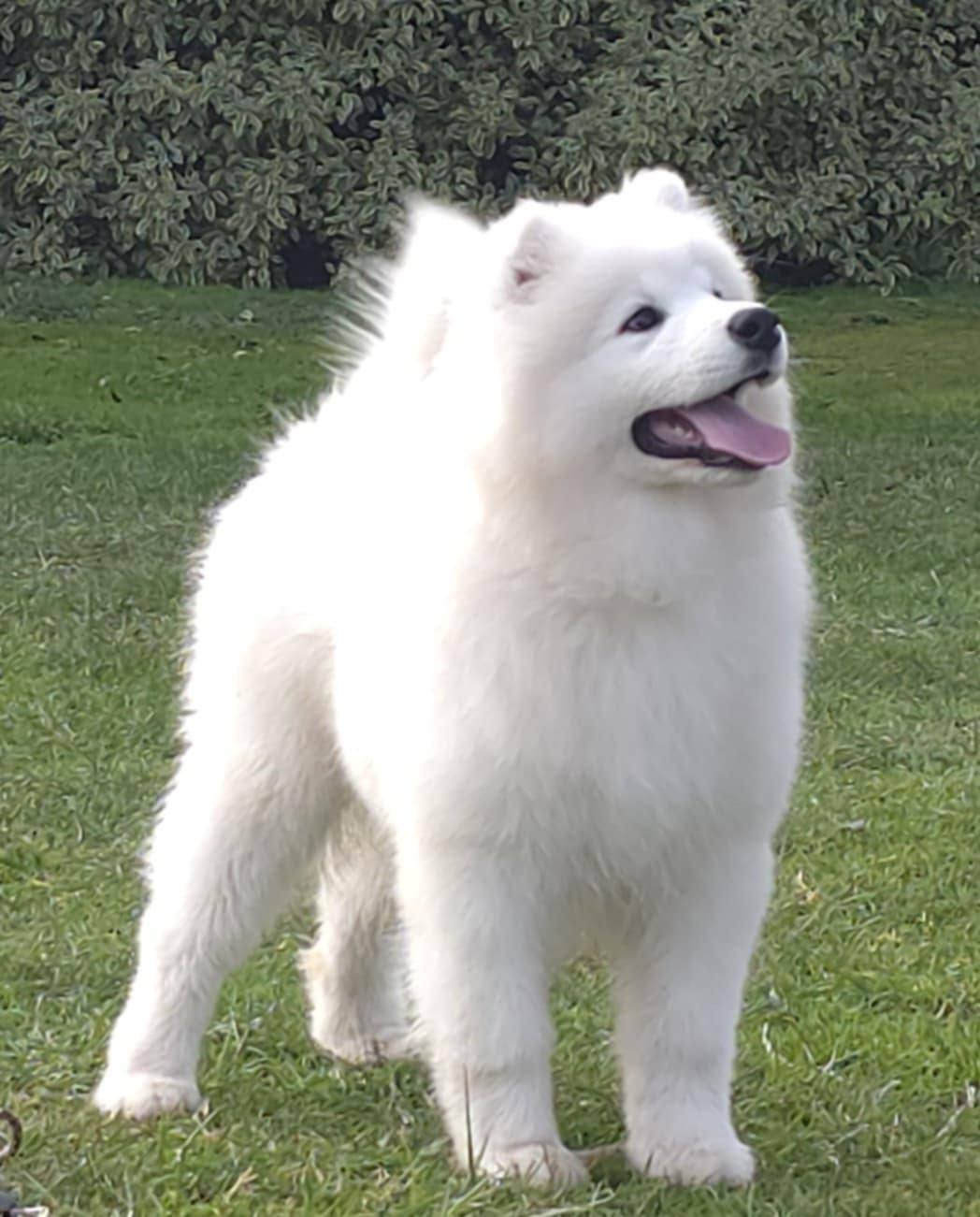 Paddy_8_weeks_old Paddy_8_weeks_old