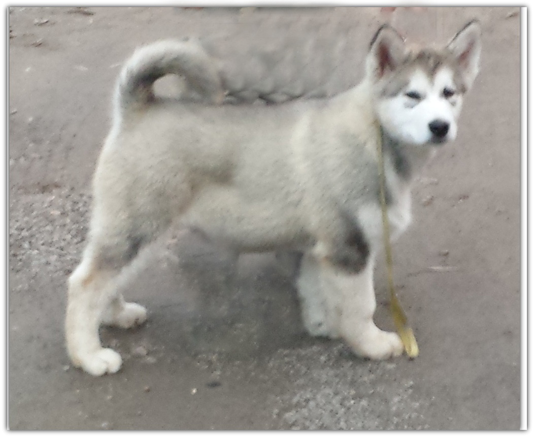 20140707_Jethro_8_weeks 20140707_Jethro_8_weeks