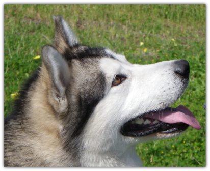 Website_Tahkoo_headshot